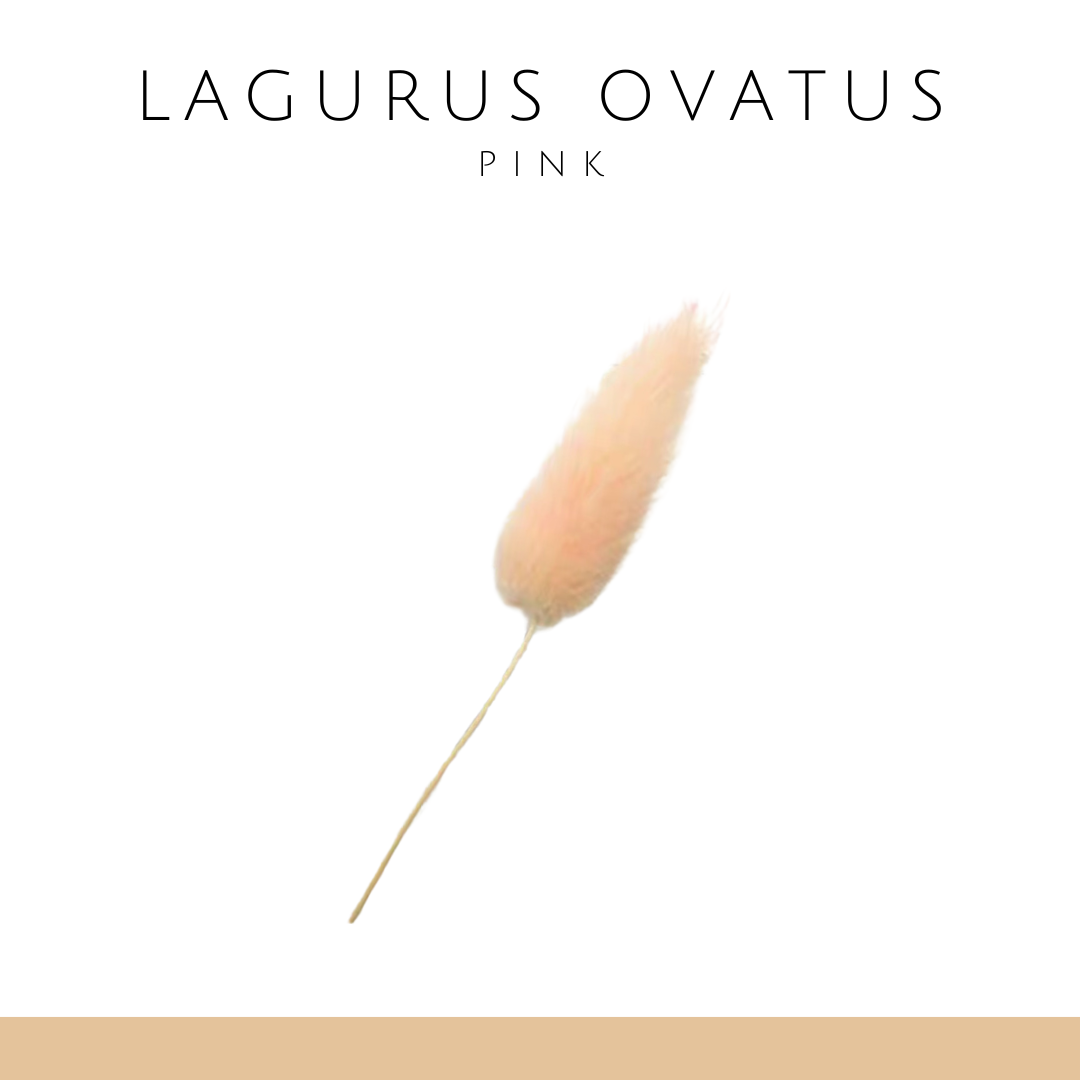 Rabbittail grass everlasting flower (single branch) | light pink