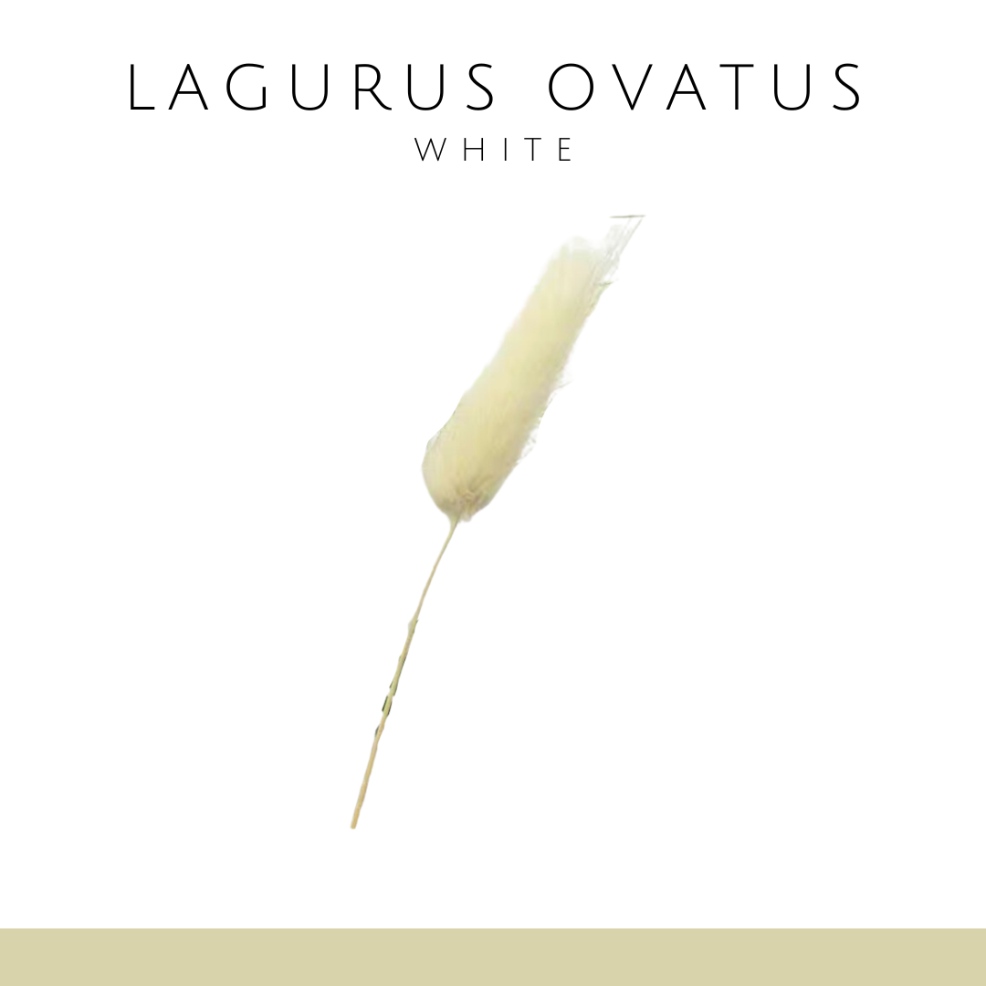 Rabbittail Grass Everlasting Flower (Single Branch) | White