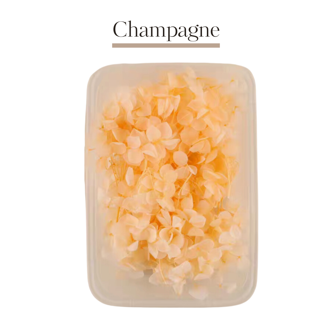 繡球花永生花|香檳色