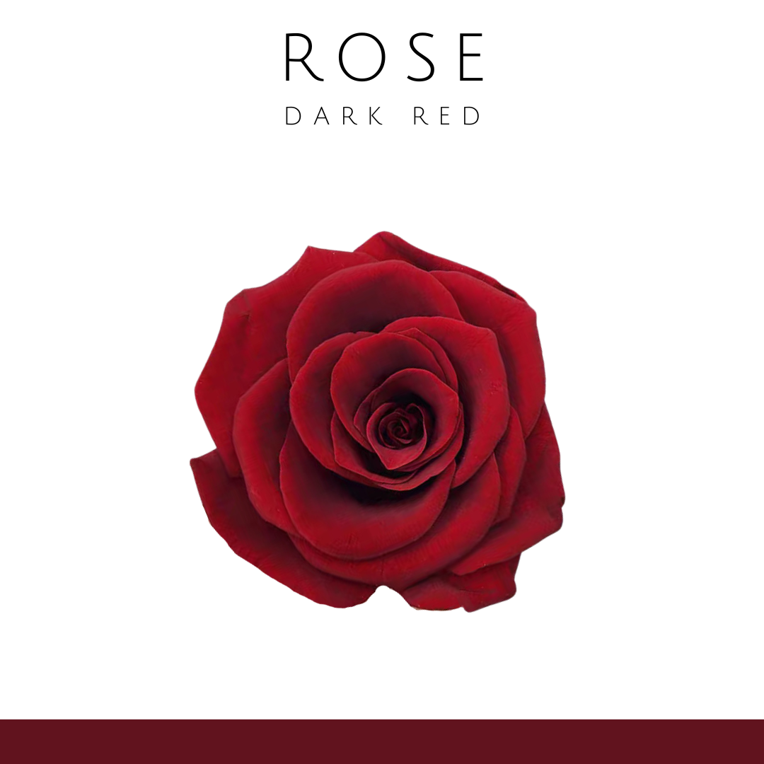 Rose Eternal Flower (Single) 4-5cm | Dark Red