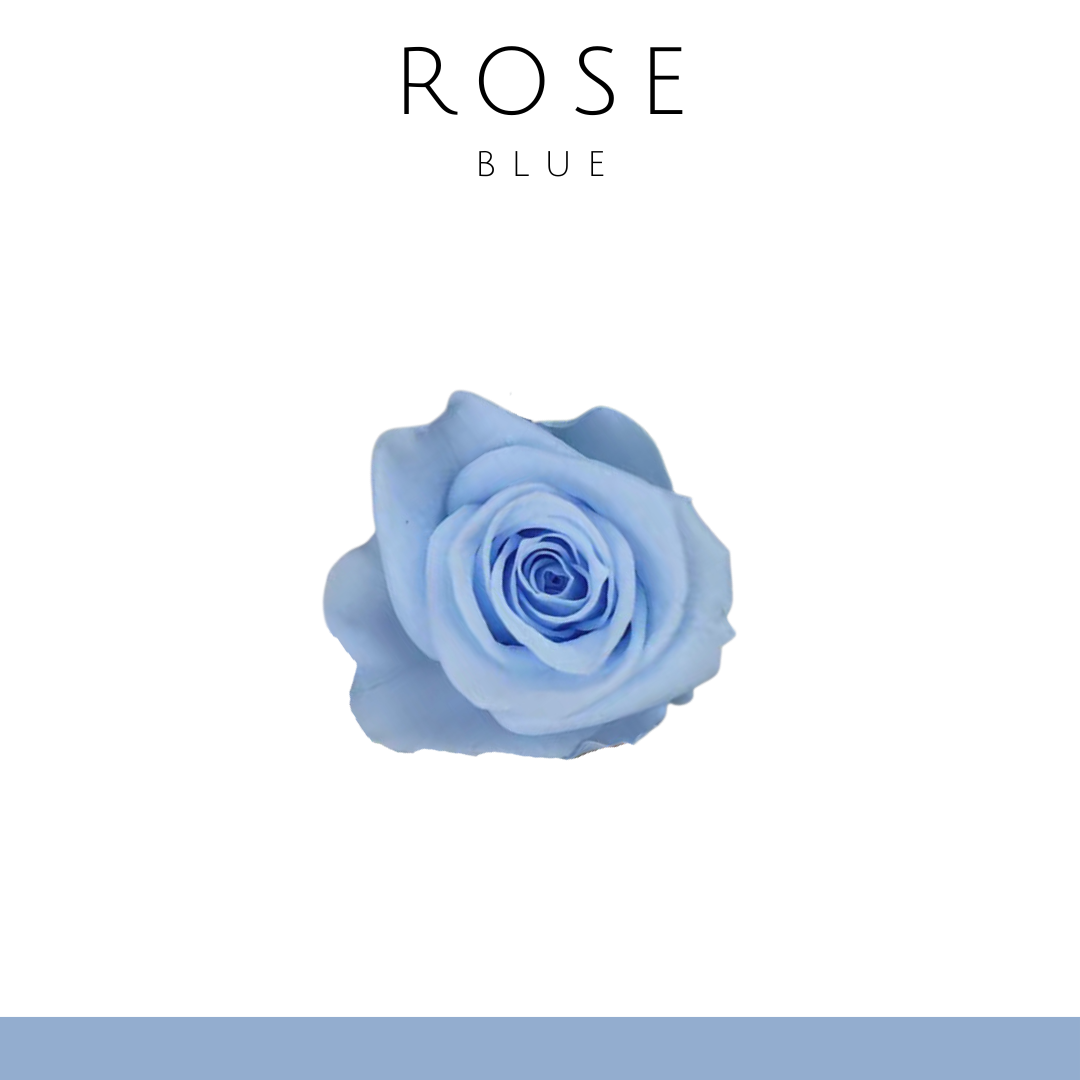 Rose Everlasting Flower (Single) 2-3cm | Light Blue