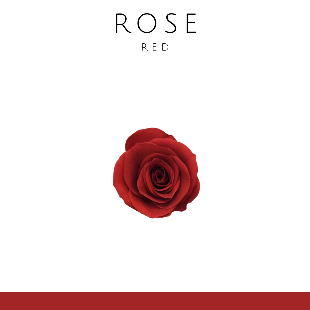 Rose Eternal Flower (Single) 2-3cm | Red