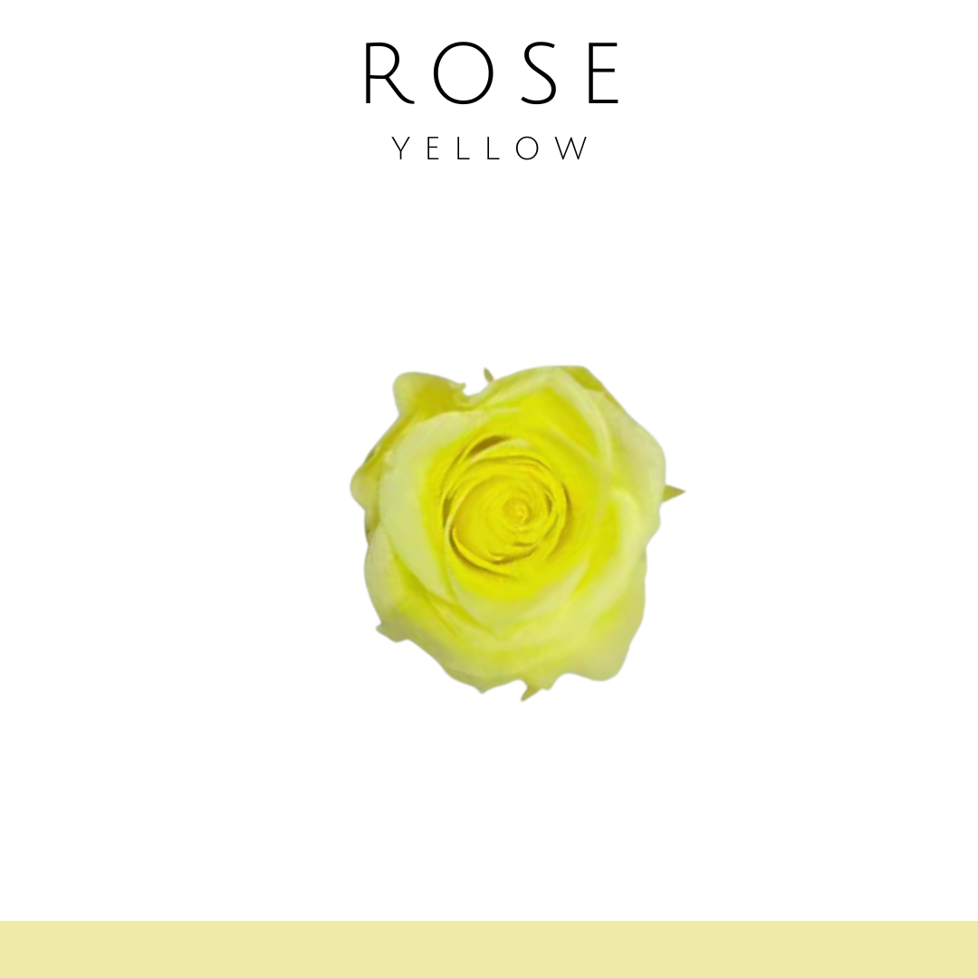 Rose Everlasting Flower (Single Flower) 2-3cm | Yellow