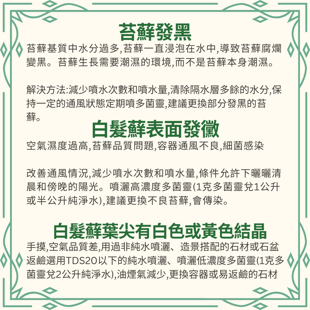 Moss Eco-Bottle DIY Material Kit | Xiaomei Garden