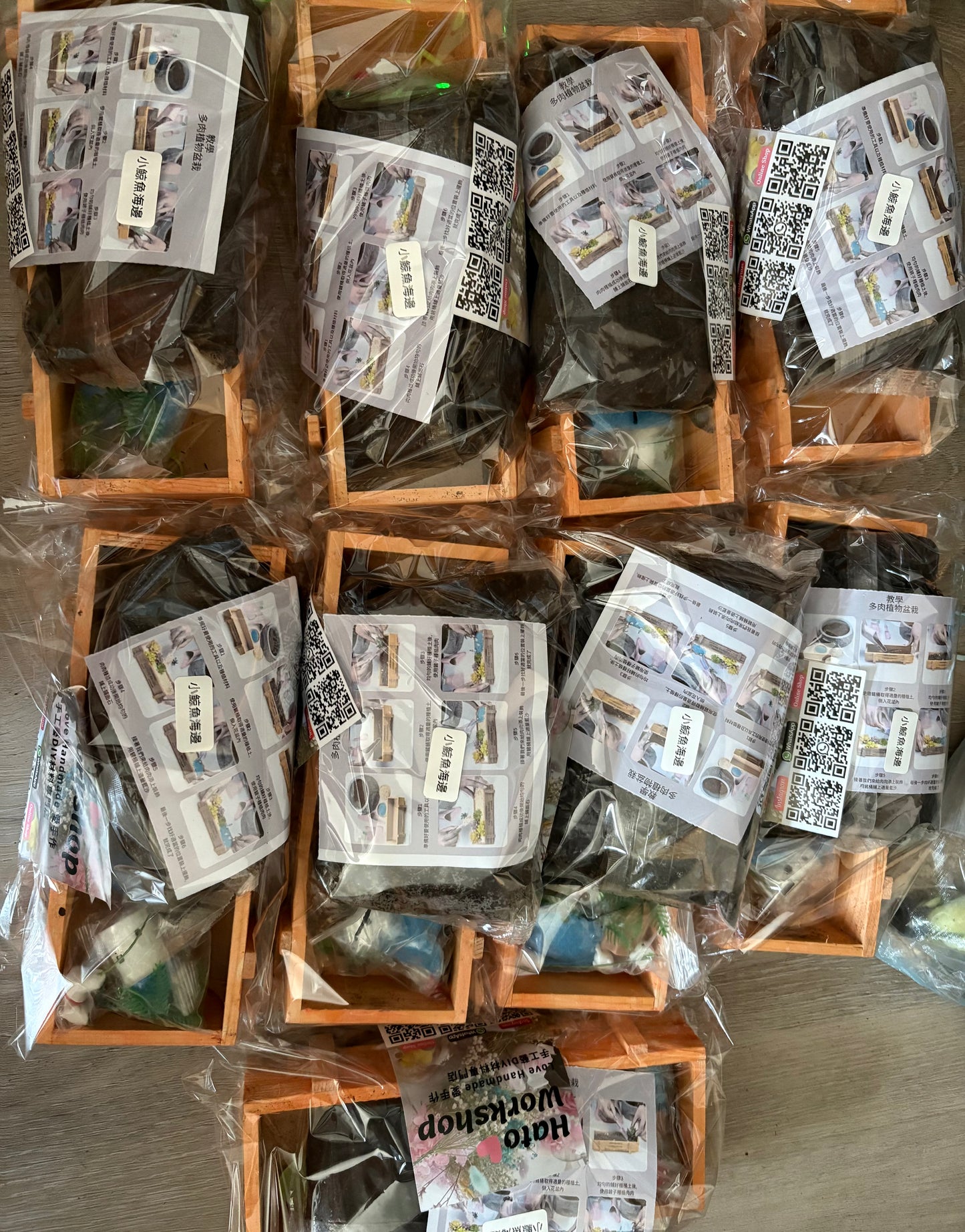 多肉植物盆栽|湖中小鴨