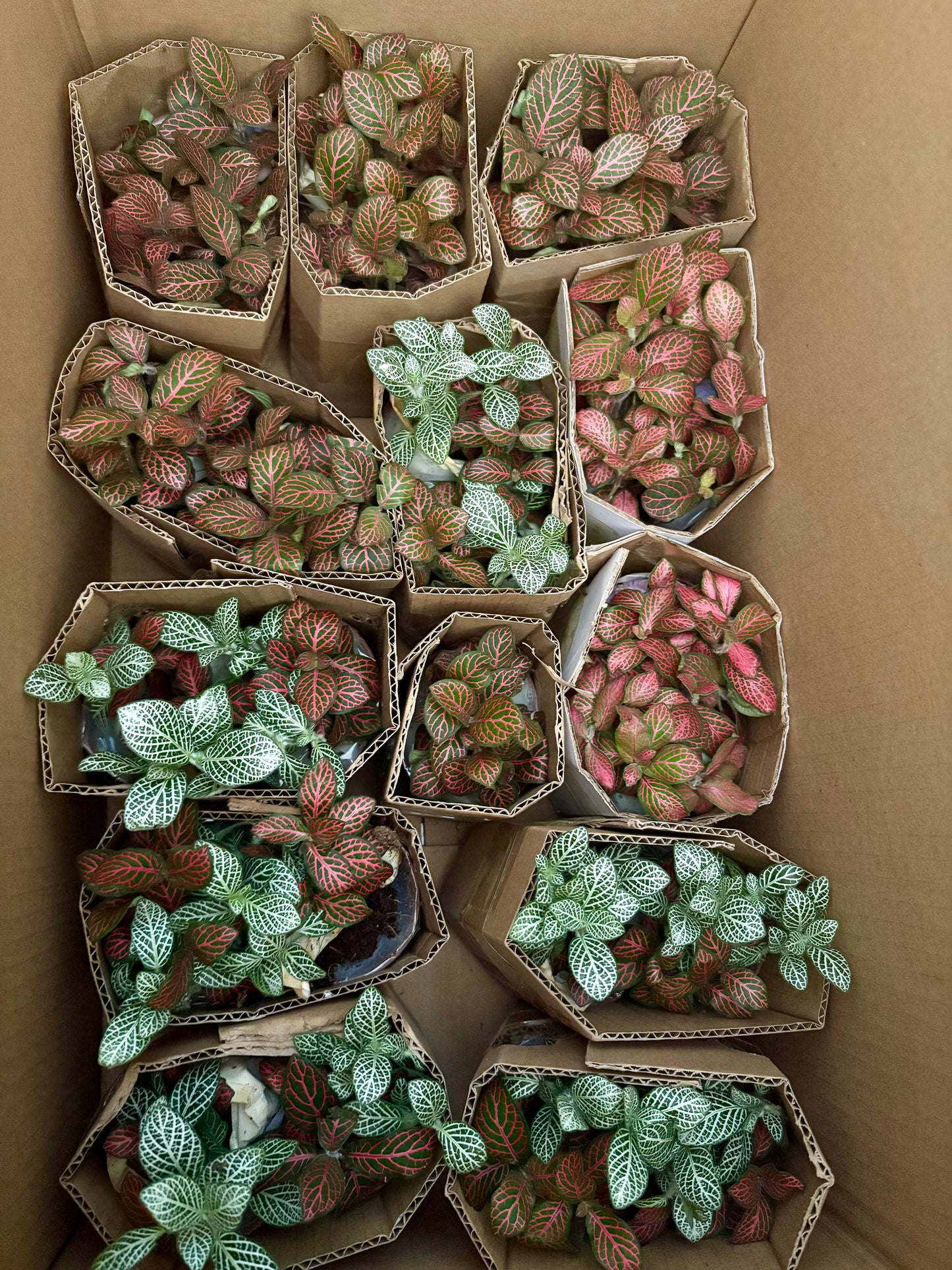 苔蘚生態瓶DIY材料包|龍貓與煤碳屎鬼