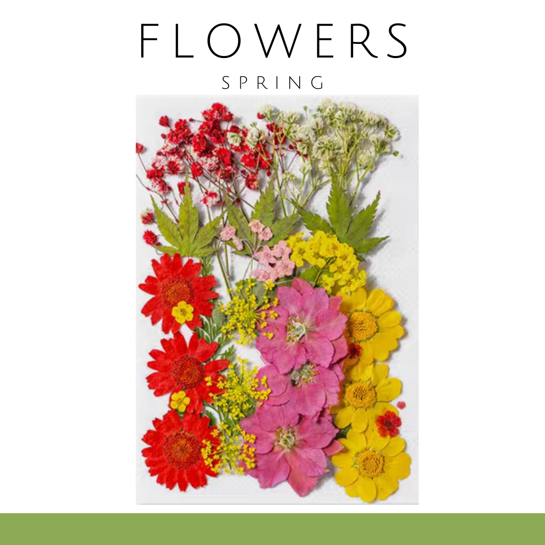 Pressed Flowers | Spring