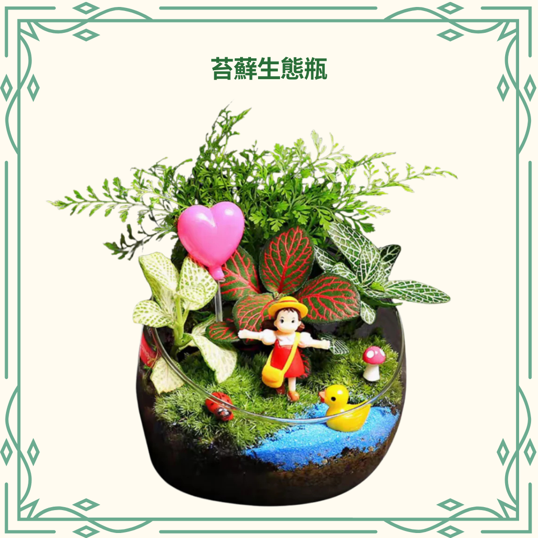 詳細教學 - 苔蘚生態瓶DIY材料包|小梅河邊