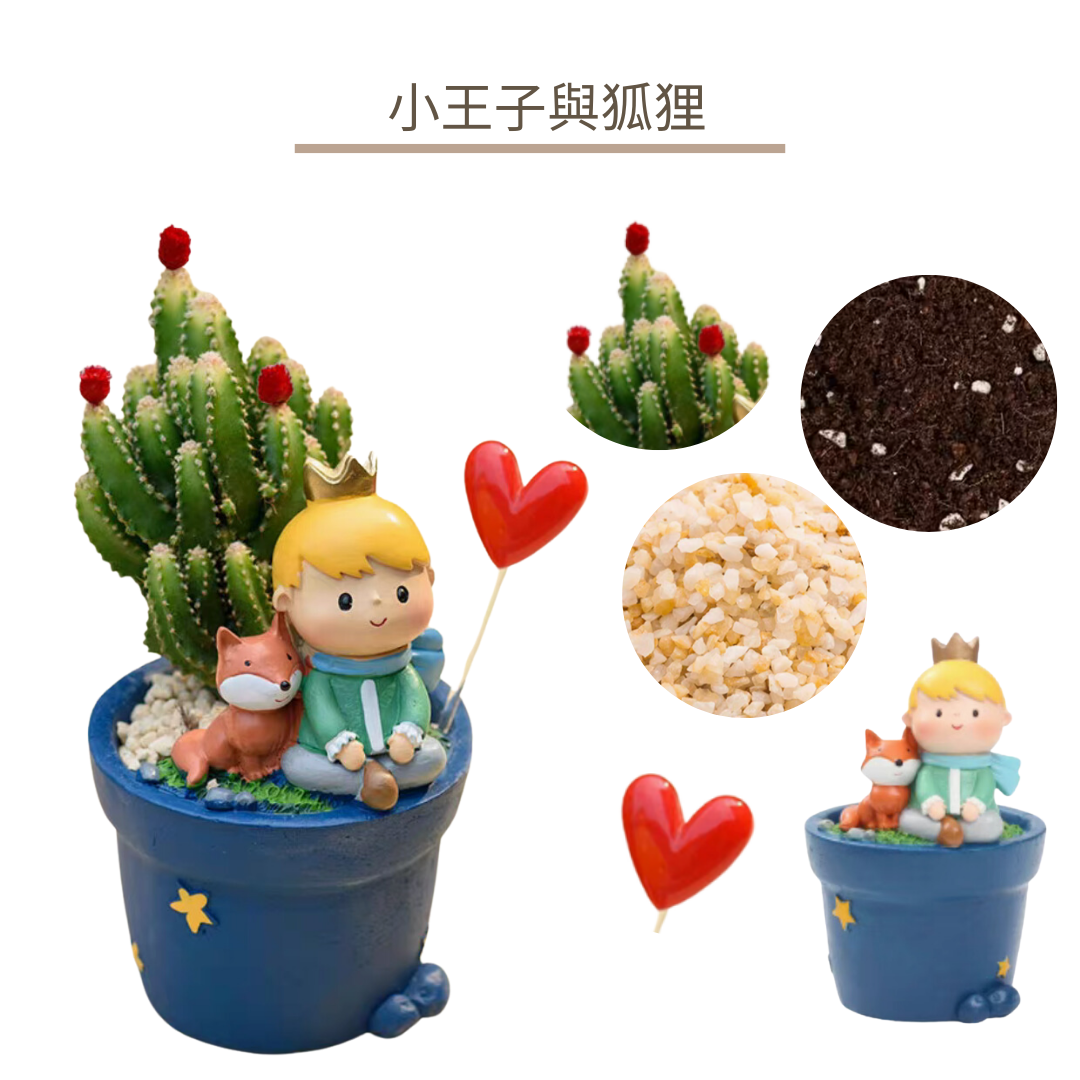 多肉植物盆栽|小王子The Little Prince