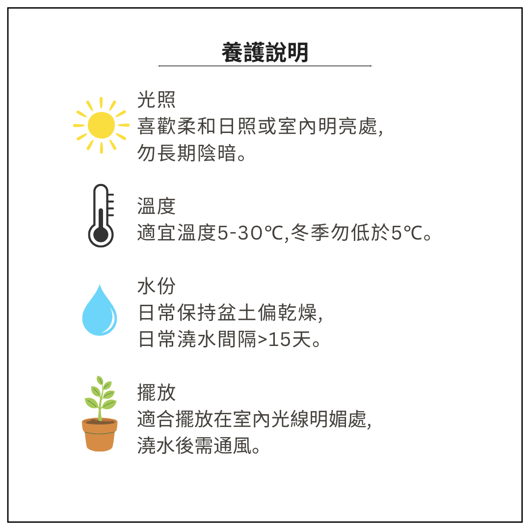 Succulent Plants | Bunny Garden