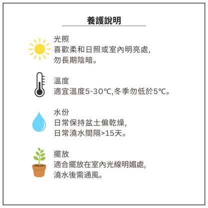 Succulent Plants | Bunny Garden