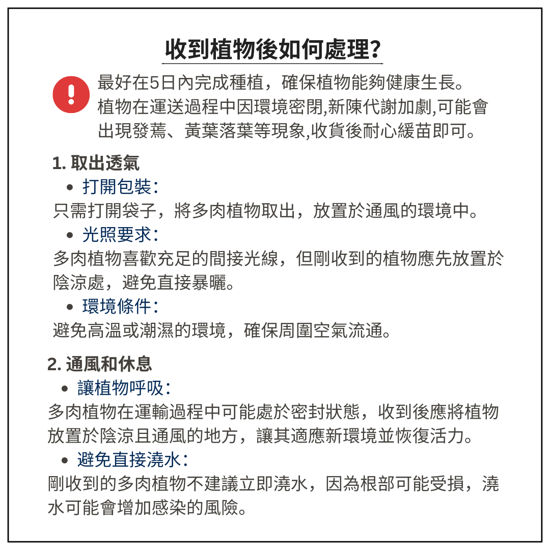 Succulent Plants | Bunny Garden