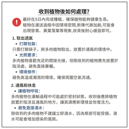 Succulent Plants | Bunny Garden