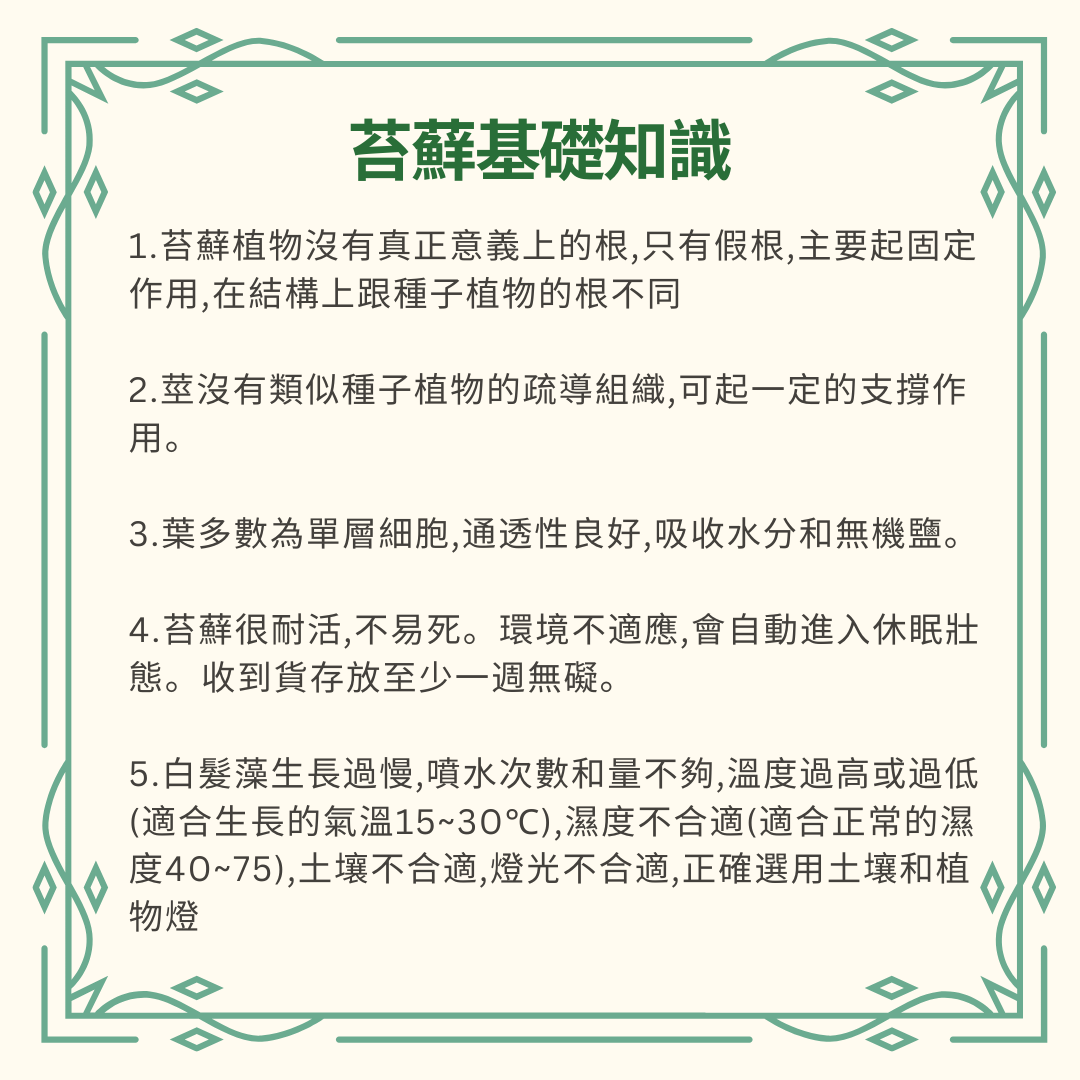 Moss Eco-Bottle DIY Material Kit | Rainy Day Xiaomei and the Bunny