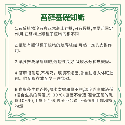 Moss Eco-Bottle DIY Material Kit | Rainy Day Xiaomei and the Bunny