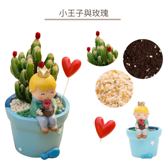多肉植物盆栽|小王子The Little Prince|小王子與玫瑰
