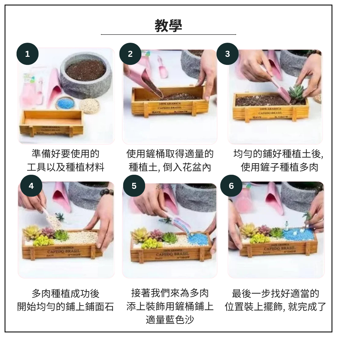 Succulent Plants | Bunny Garden