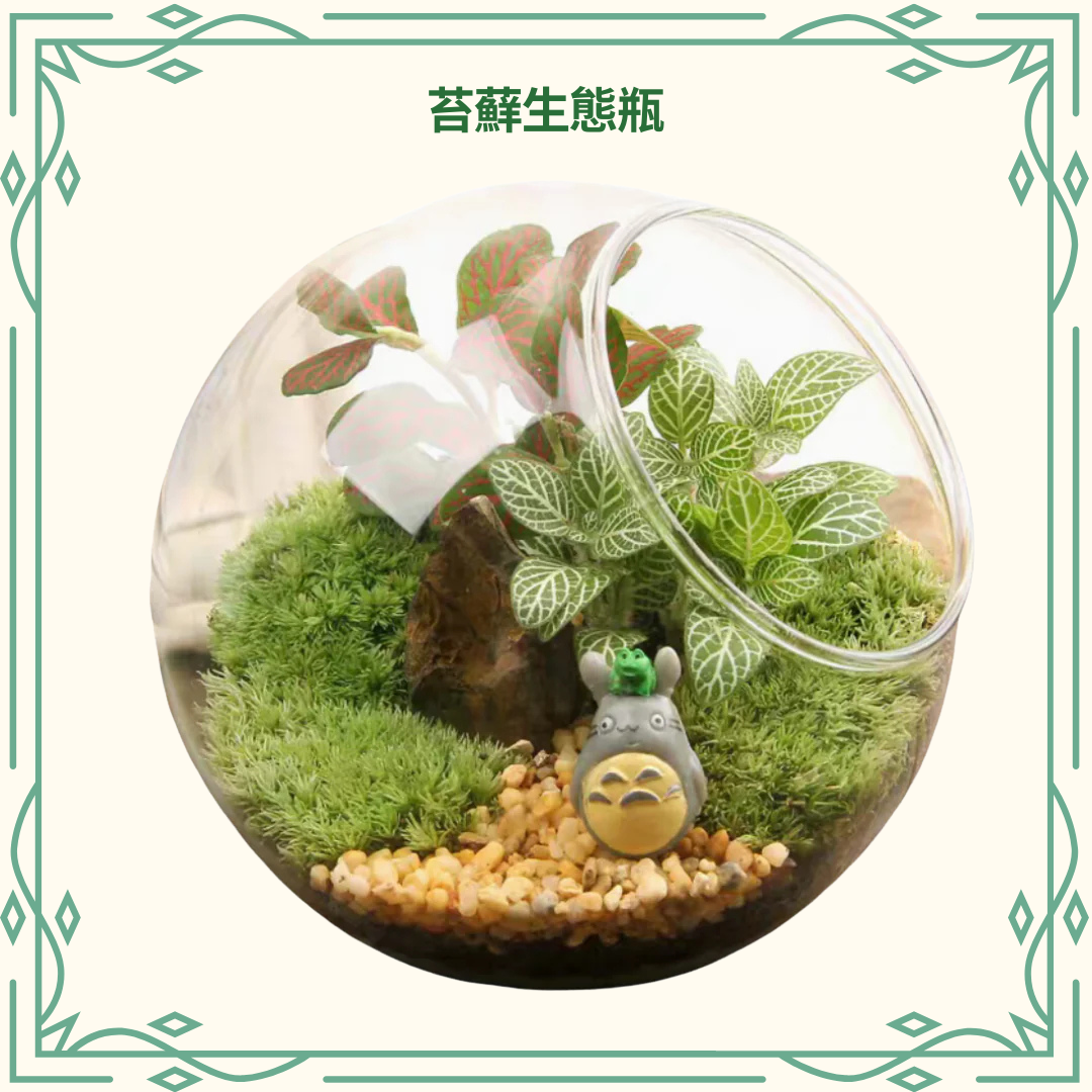 苔蘚生態瓶DIY材料包|龍貓與小青蛙