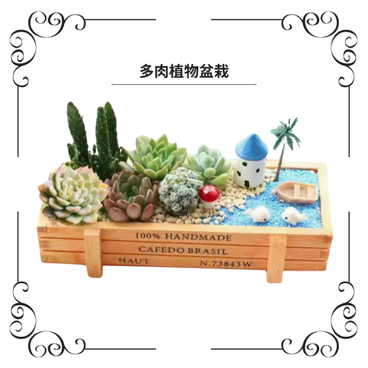 Succulent plant potted plants|Little whale by the sea