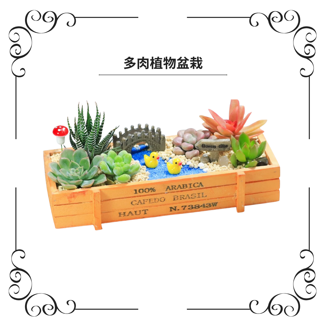 多肉植物盆栽|湖中小鴨