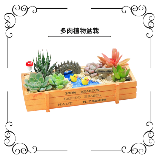 多肉植物盆栽|湖中小鴨