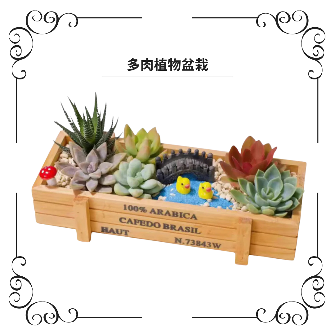 Succulent Plant Pots|Duckling in the Lake