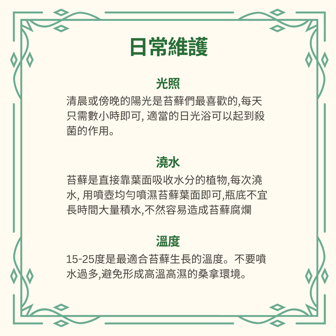 Moss Eco-Bottle DIY Material Kit | Rainy Day Xiaomei and the Bunny