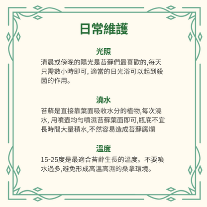 Moss Eco-Bottle DIY Material Kit | Rainy Day Xiaomei and the Bunny