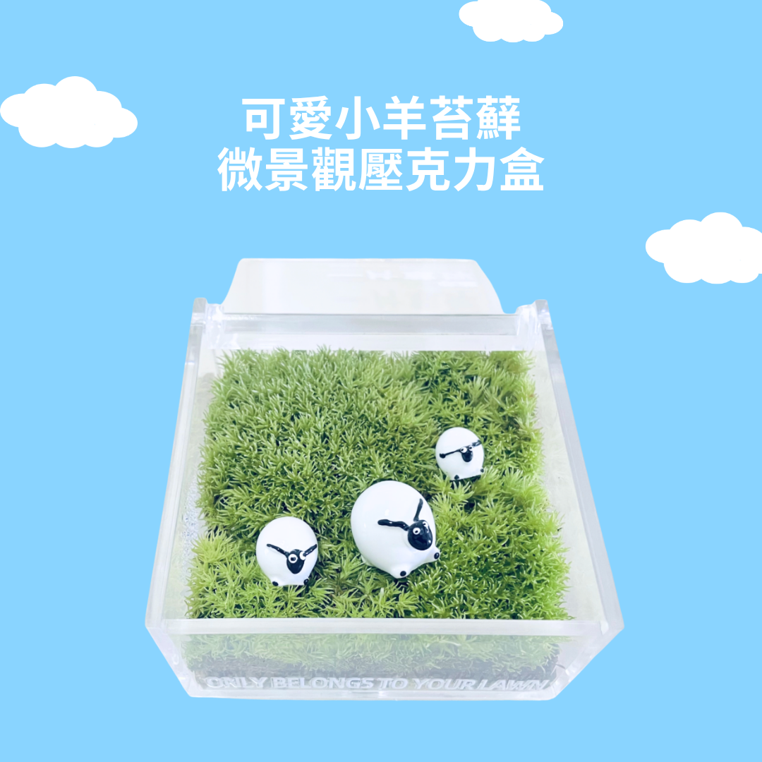 Moss micro-landscape DIY material package | square box | Totoro and coal dung ghost