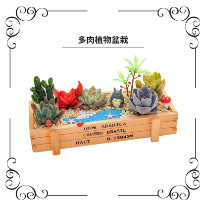 Succulent potted plants | Small plum garden