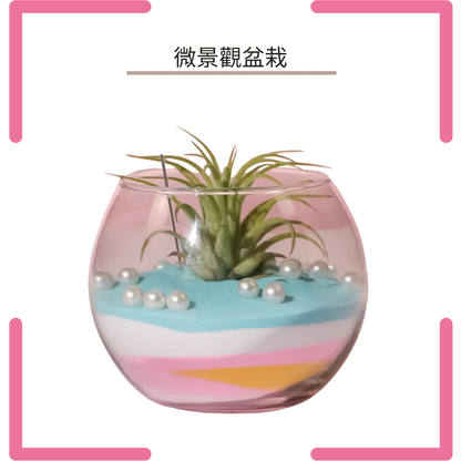 微景觀盆栽|鳳梨植物|粉藍橙粉紅白