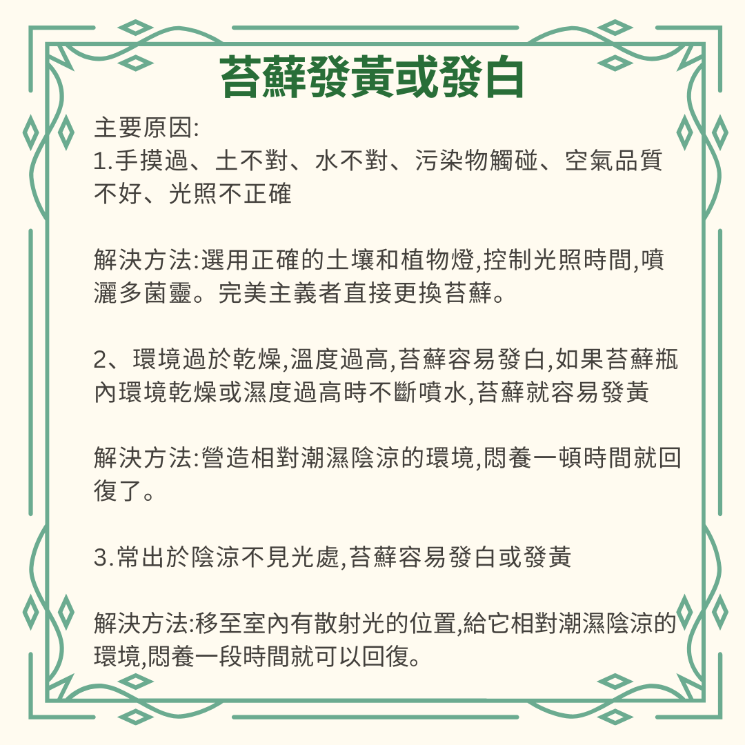 Moss Eco-Bottle DIY Material Kit | Rainy Day Xiaomei and the Bunny