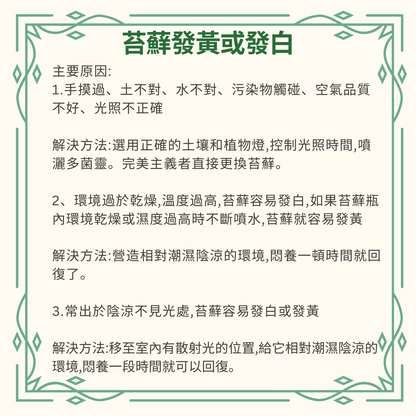 Moss Eco-Bottle DIY Material Kit | Rainy Day Xiaomei and the Bunny