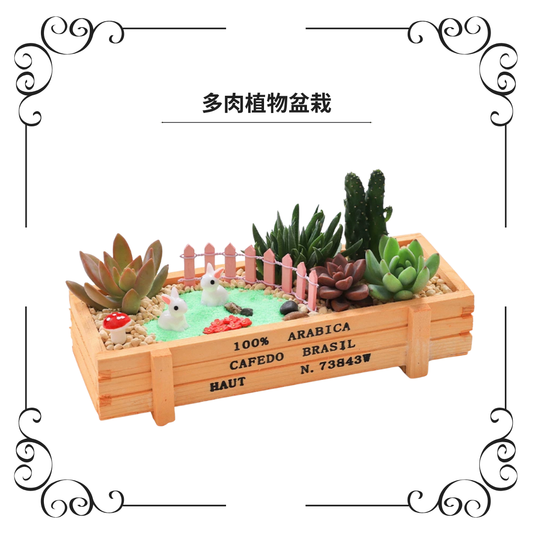 多肉植物盆栽|小兔花園