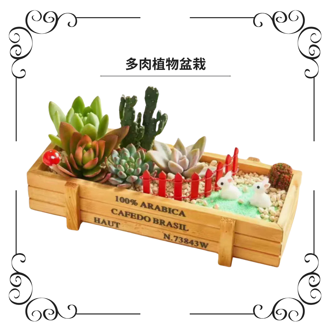 Succulent Plants | Bunny Garden