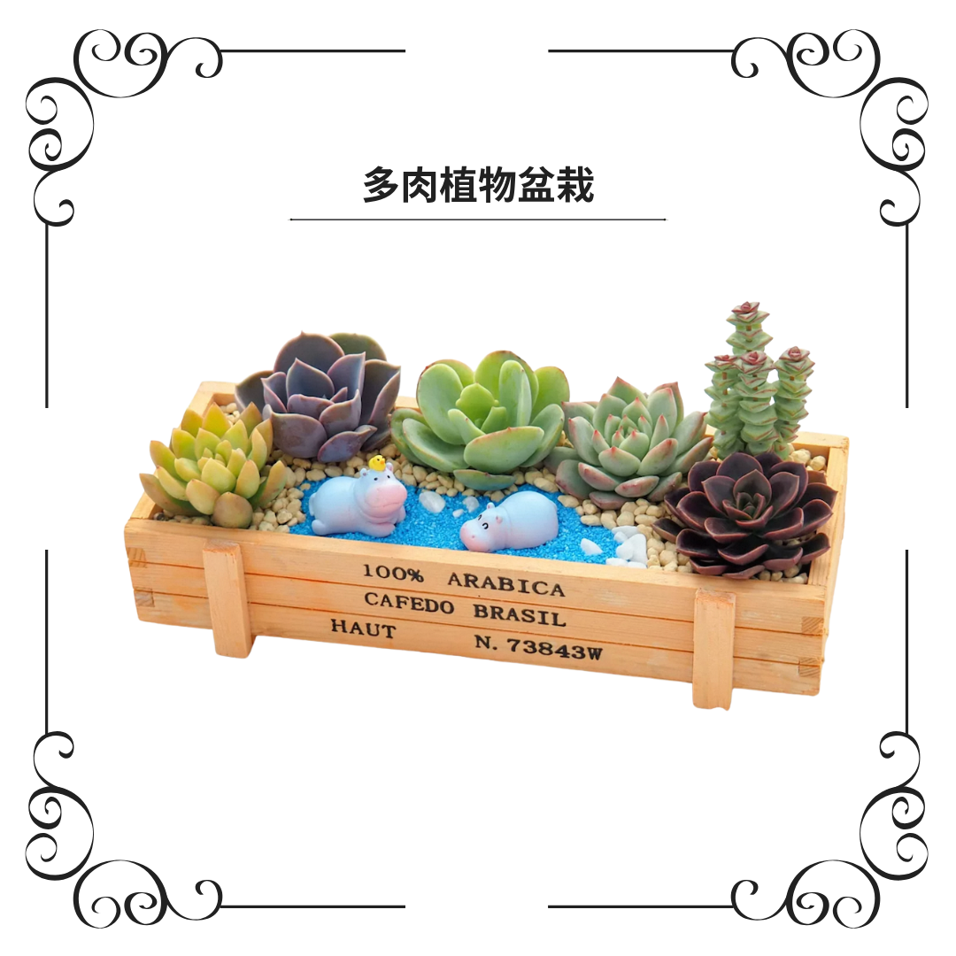 Succulent potted plants|Xiaomei and duckling