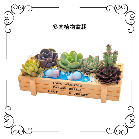 多肉植物盆栽|河馬