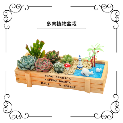 多肉植物盆栽|小鯨魚海邊