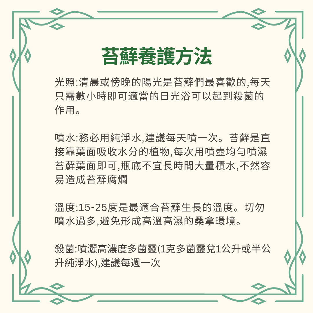 Moss Eco-Bottle DIY Material Kit | Rainy Day Xiaomei and the Bunny