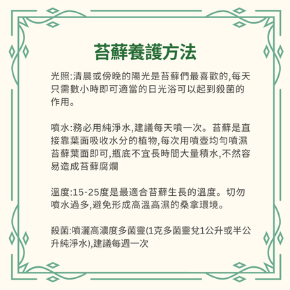 Moss Eco-Bottle DIY Material Kit | Rainy Day Xiaomei and the Bunny