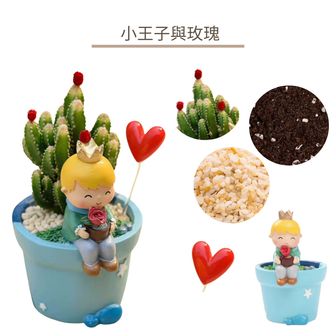 多肉植物盆栽|小王子The Little Prince|小王子與玫瑰