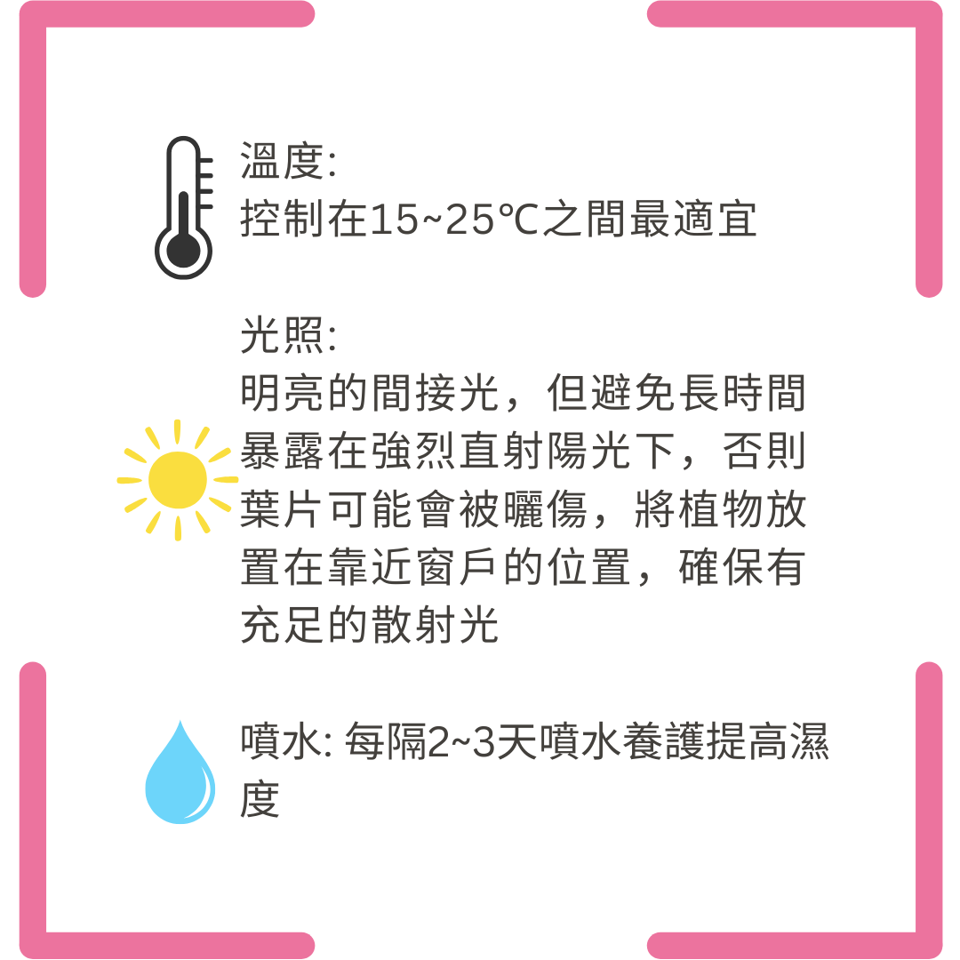 Micro Landscape Potted Plants | Pink, Blue, Green, White