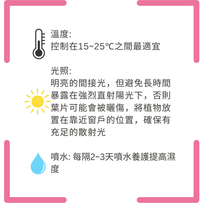 Micro Landscape Potted Plants | Pink, Blue, Green, White