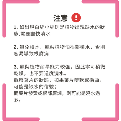 Micro Landscape Potted Plants | Pink, Blue, Green, White