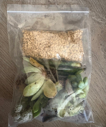 Succulent Plants | Bunny Garden