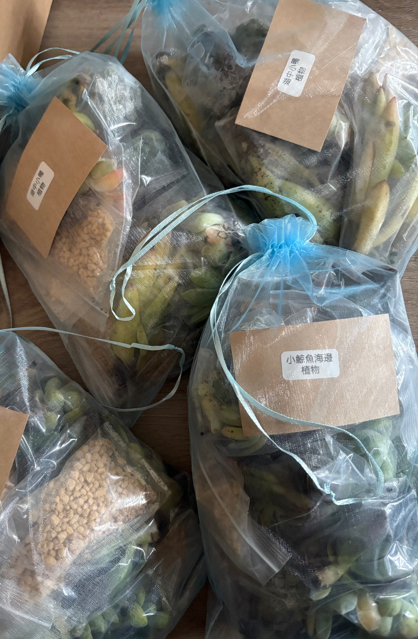 Succulent Plants | Bunny Garden