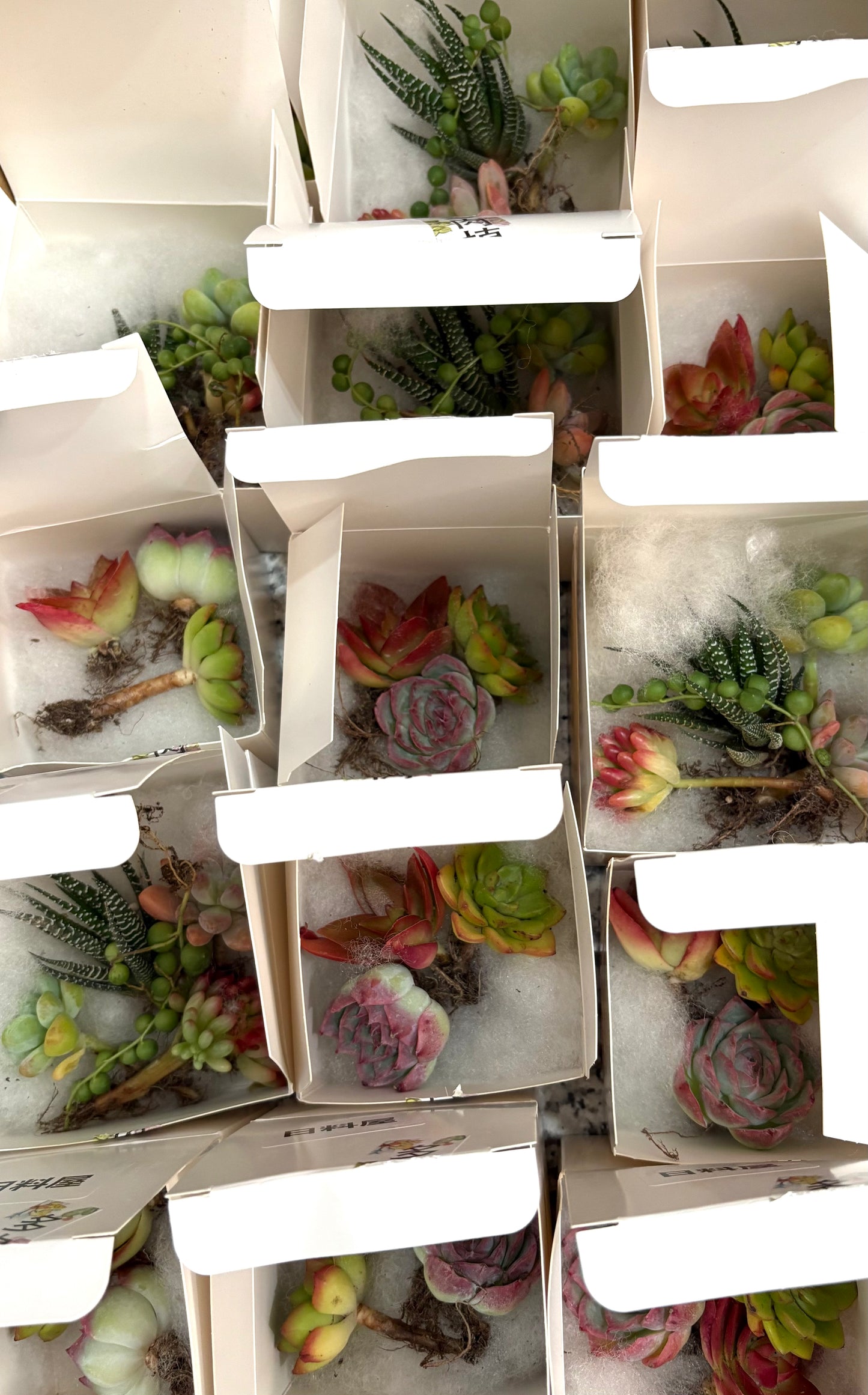 Succulent potted plants | Cute animal models in the shop | Red Panda Ramen Shop