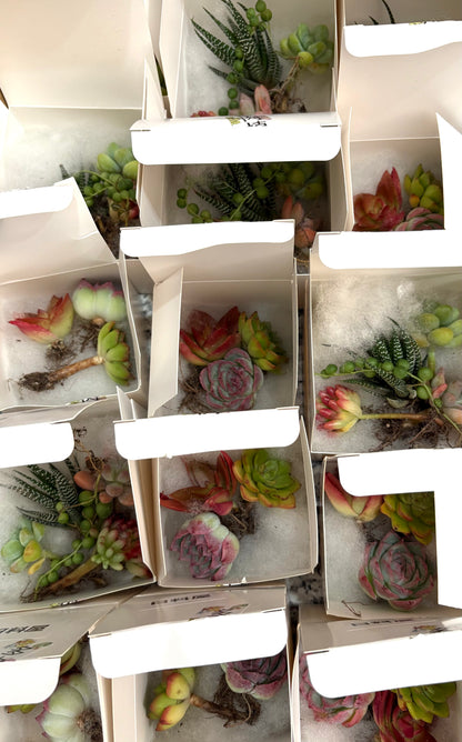 Succulent potted plants | Cute animal models in the shop | Red Panda Ramen Shop