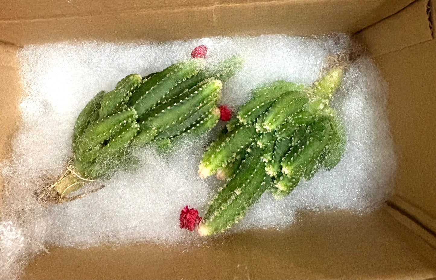 多肉植物盆栽|小王子The Little Prince|小王子與狐狸